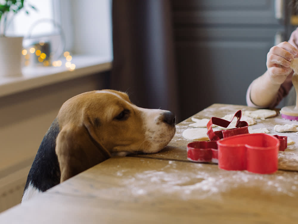 Prevent Counter surfing in dogs