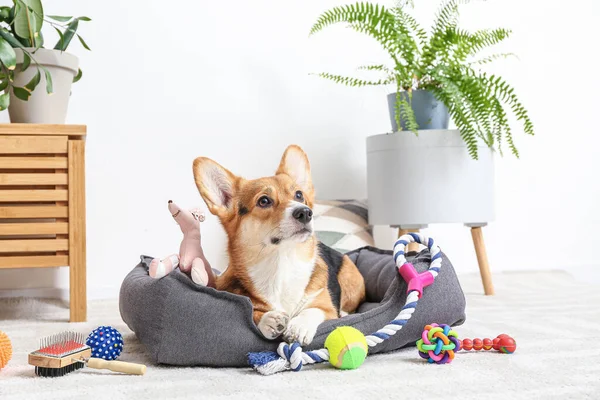 10 eco-friendly pet products