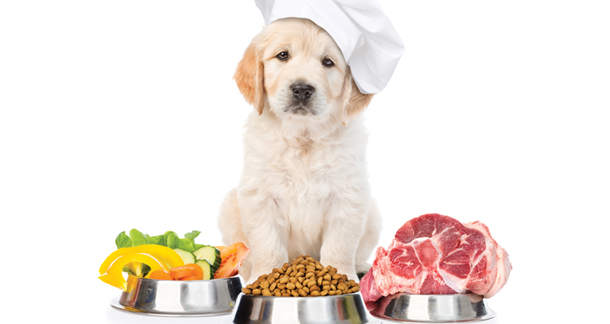 balanced diet in dogs