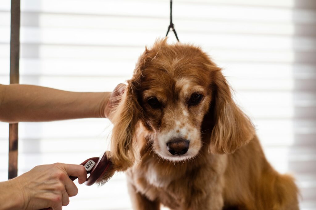 physical sensation in dogs while grooming