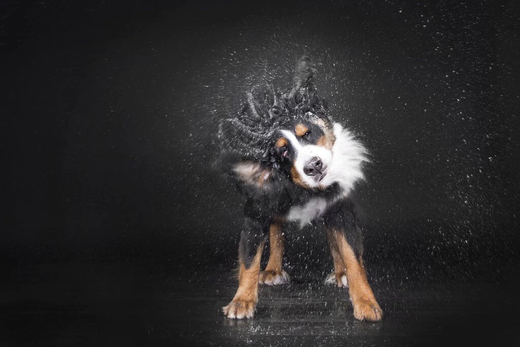 Why Do Dogs Shake Their Head After Grooming