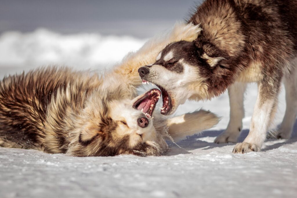 aggressive dogs