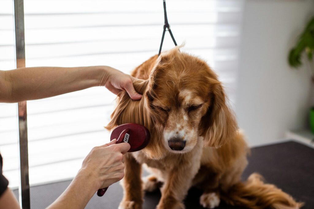 a dog in grooming session