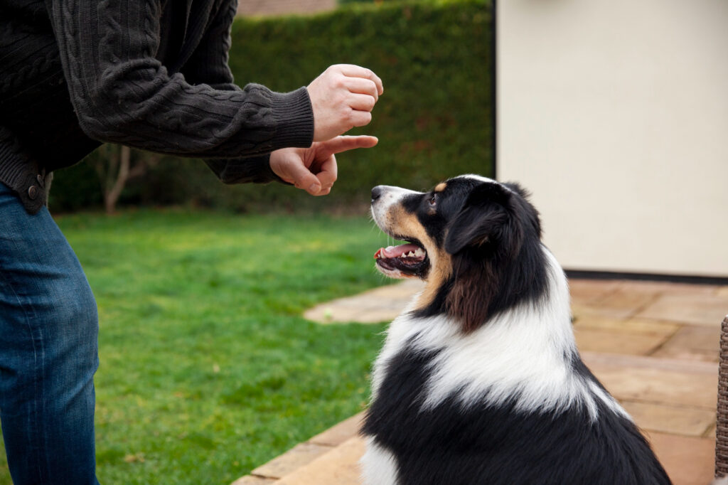 Training Your Dog to Stop Biting