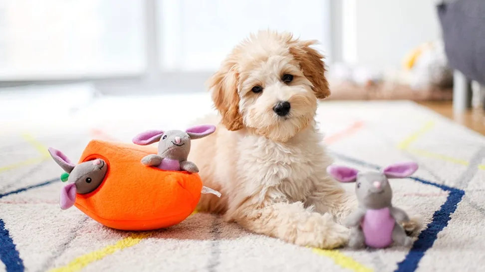 Interactive Toys for dogs in 2024