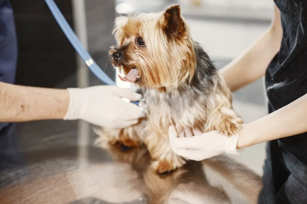 medical conditions in dogs
