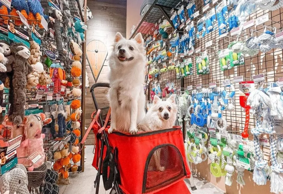 departmental stores for dog accessories