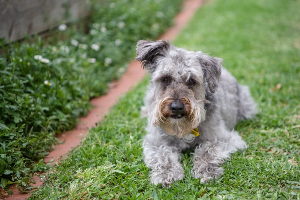 Schnoodles