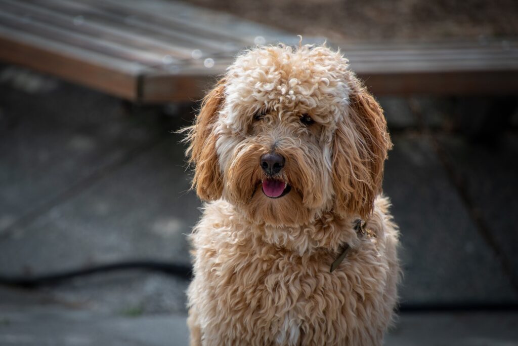 Labradoodles