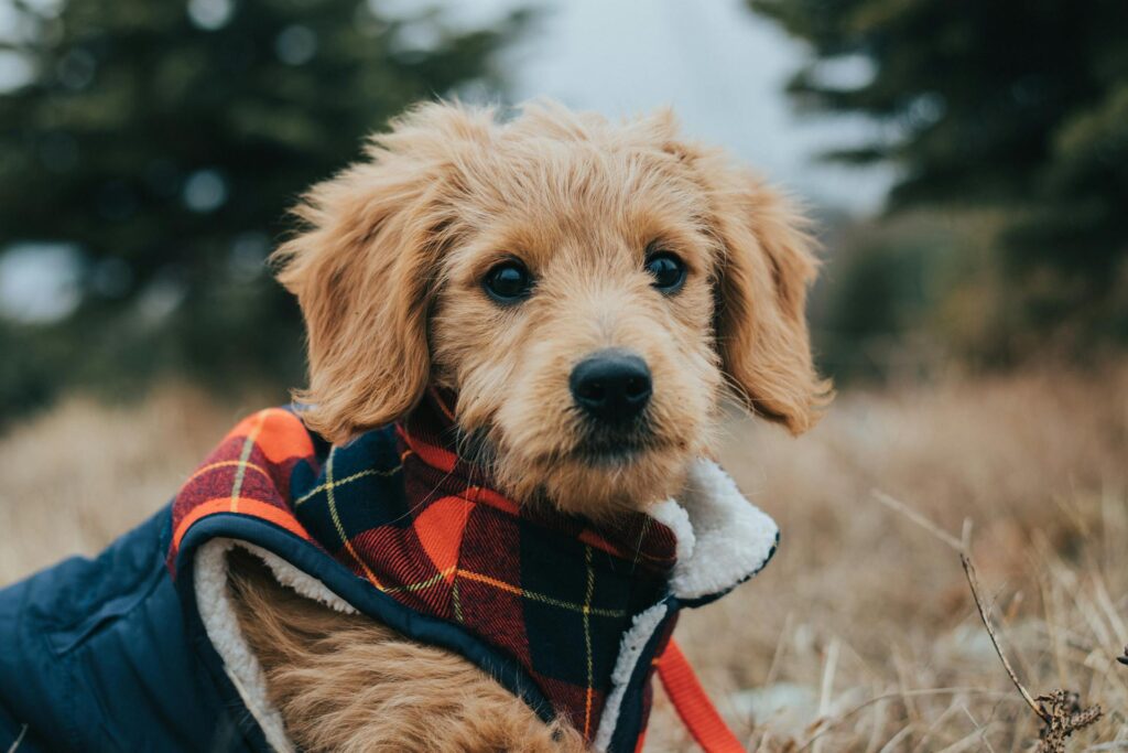 Goldendoodle