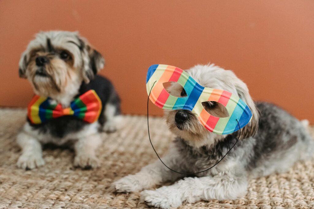 Trendy Dog Accessories for Small Breeds