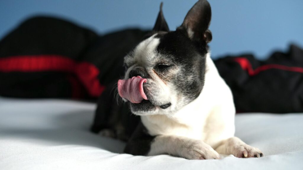 why dogs lick Excessively